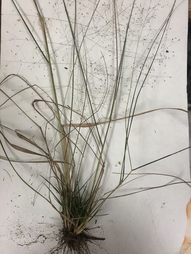 Image of tiny lovegrass by no rights reserved