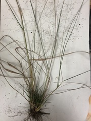 Eragrostis capillaris