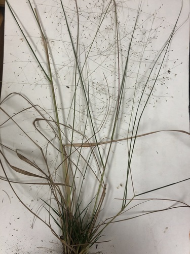 Image of Eragrostis capillaris by no rights reserved