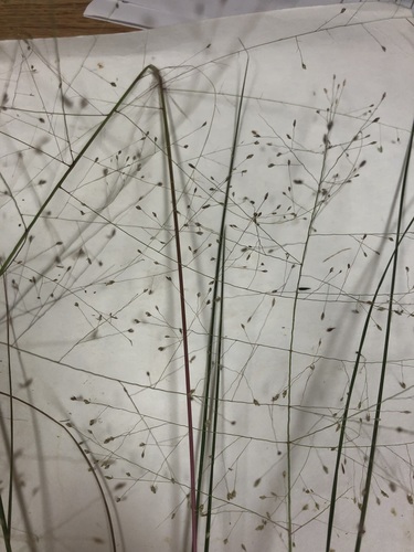 Image of Eragrostis capillaris by no rights reserved