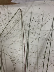 Eragrostis capillaris