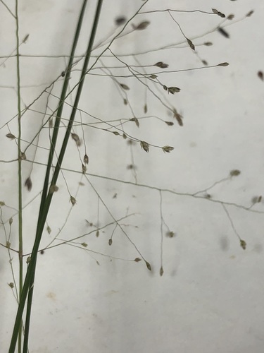Image of Eragrostis capillaris by no rights reserved