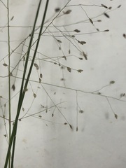 Eragrostis capillaris