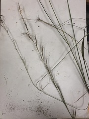 Aristida lanosa
