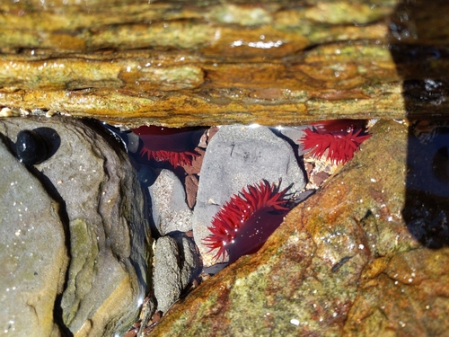 photo of Waratah Anemone (Actinia tenebrosa)