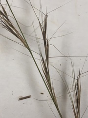 Aristida lanosa