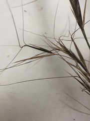 Aristida lanosa