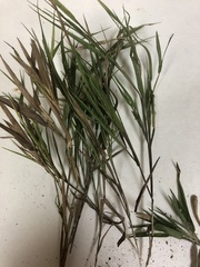 Dichanthelium angustifolium