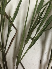 Dichanthelium angustifolium