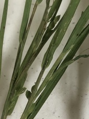 Dichanthelium angustifolium