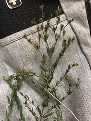 Hypericum denticulatum