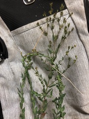 Hypericum denticulatum