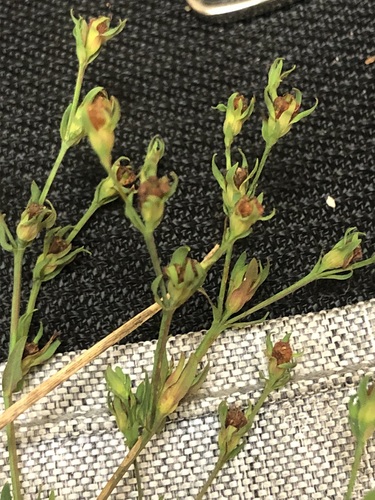 Image of Coppery St. John's Wort (Hypericum denticulatum) by no rights reserved