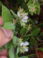 Arctostaphylos cruzensis