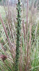 Platanthera volcanica