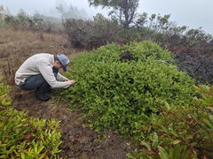 Arctostaphylos cruzensis