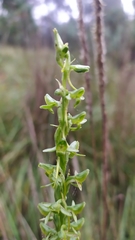 Platanthera volcanica