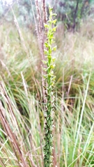 Platanthera volcanica