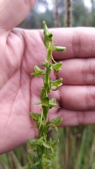 Platanthera volcanica