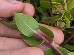 Arctostaphylos cruzensis