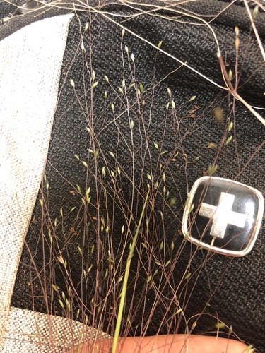 Image of Fall Witchgrass (Digitaria cognata) by no rights reserved