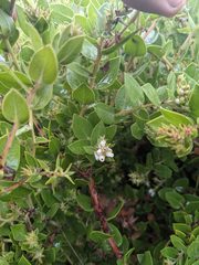 Arctostaphylos cruzensis