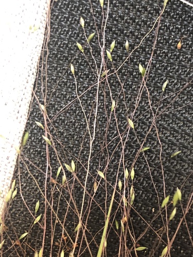 Image of Fall Witchgrass (Digitaria cognata) by no rights reserved