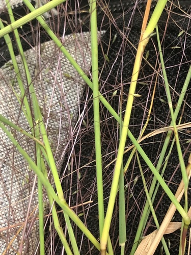 Image of Fall Witchgrass (Digitaria cognata) by no rights reserved