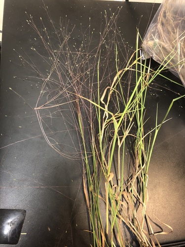 Image of Fall Witchgrass (Digitaria cognata) by no rights reserved