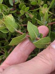 Arctostaphylos cruzensis