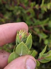 Arctostaphylos cruzensis