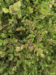 Arctostaphylos cruzensis