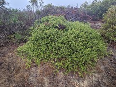 Arctostaphylos cruzensis