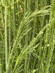 Poa morrisii