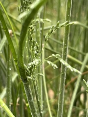 Poa morrisii