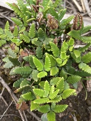 Doryopteris triphylla