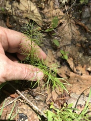 Ptilimnium capillaceum