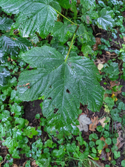 Acer pseudoplatanus