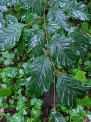 Fagus sylvatica