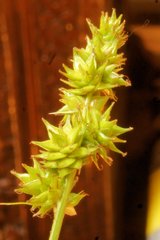 Carex aggregata