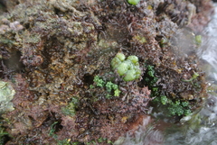 Dictyosphaeria cavernosa