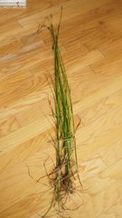 Carex aggregata