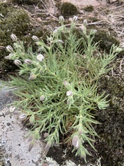 Spergularia rupestris