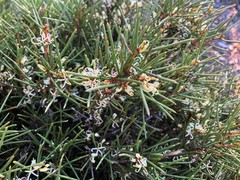 Hakea vittata