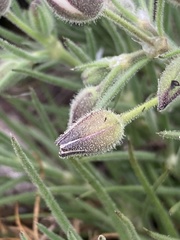 Spergularia rupestris