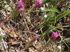 Castilleja exserta exserta