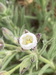 Spergularia rupestris
