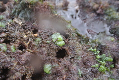 Dictyosphaeria cavernosa