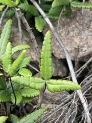 Doryopteris triphylla