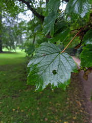 Acer pseudoplatanus